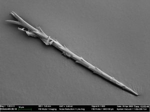 A highly-magnified black-and-white image of a single browntail moth hair, or barb, with jagged points stemming from a central column